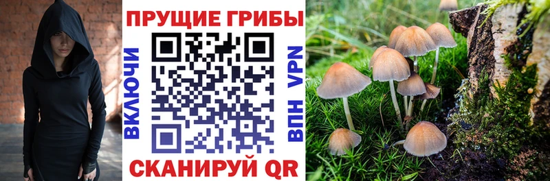 Галлюциногенные грибы прущие грибы  Мурманск 