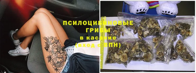 darknet клад  Мурманск  Галлюциногенные грибы Psilocybine cubensis 