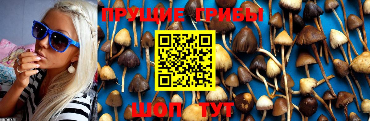 Галлюциногенные грибы GOLDEN TEACHER Мурманск